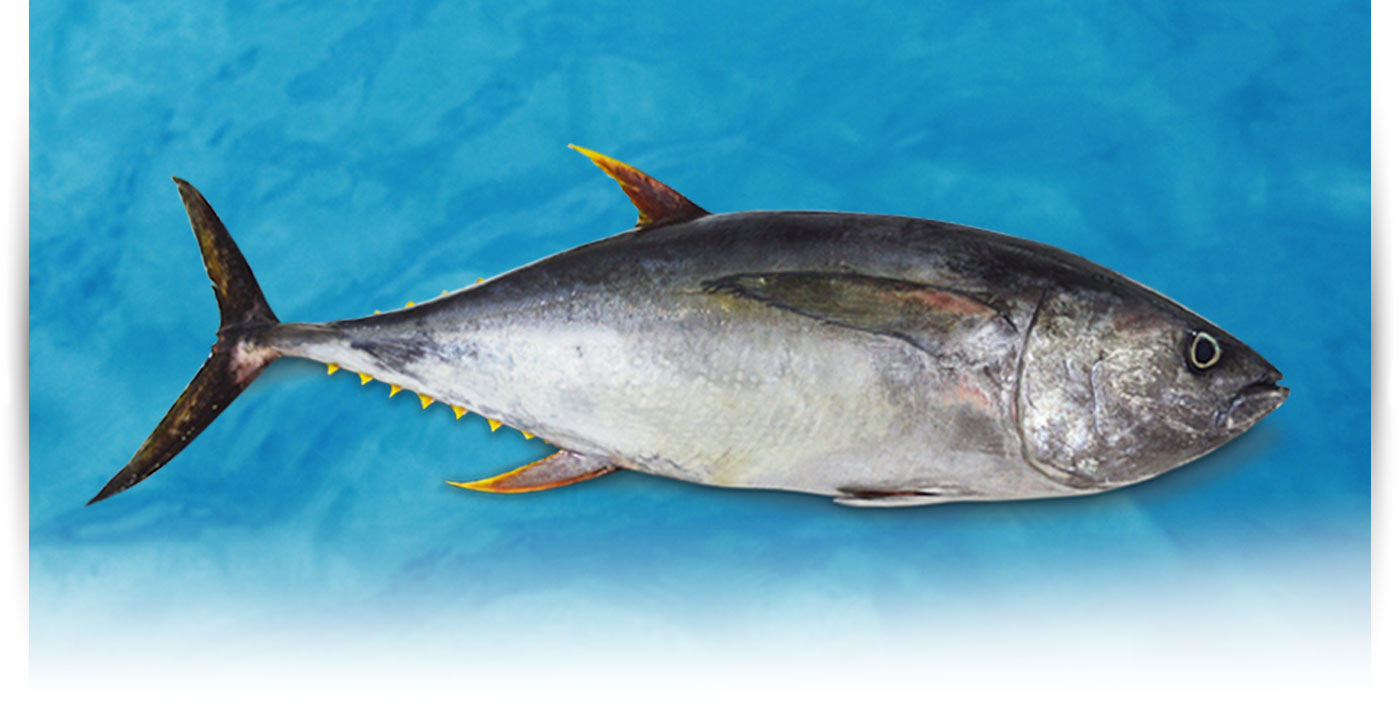 Pescado