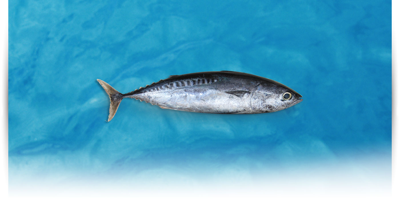 Pescado