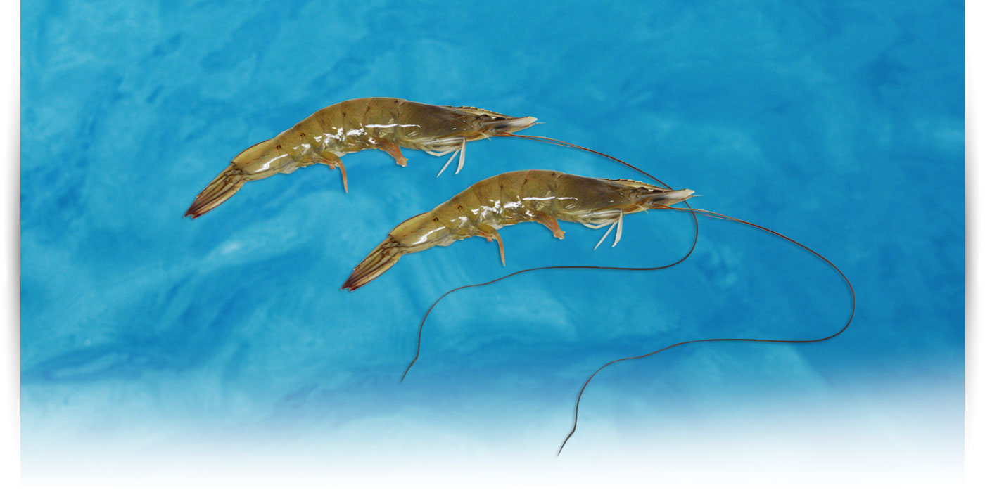 Pescado