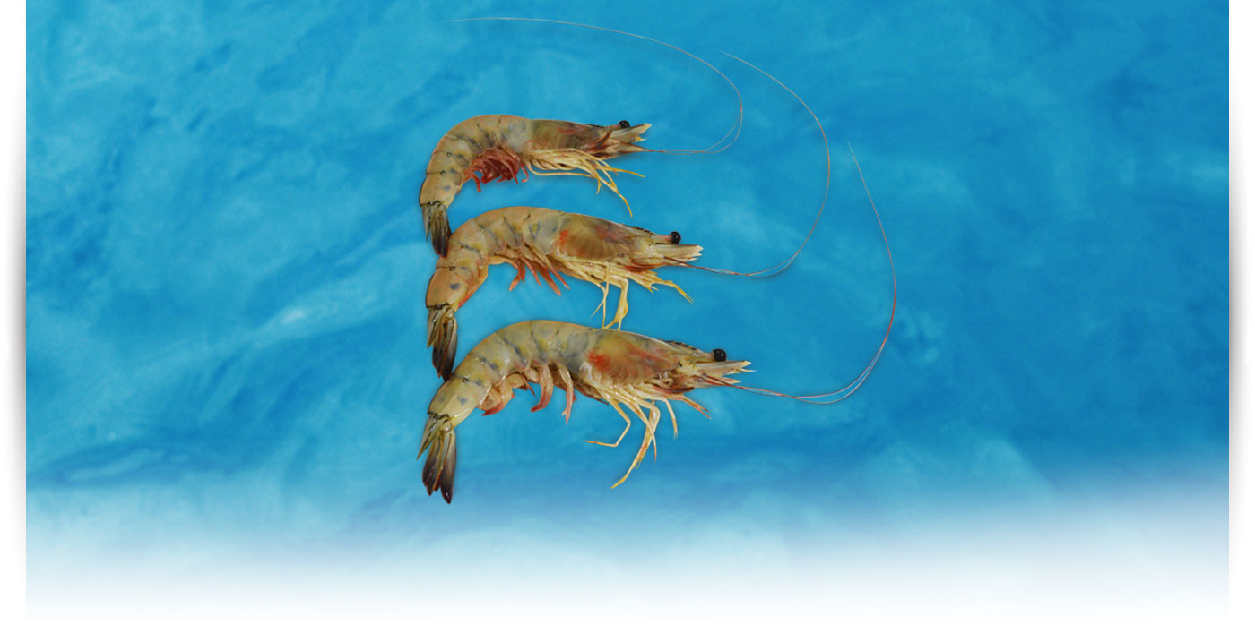 Pescado