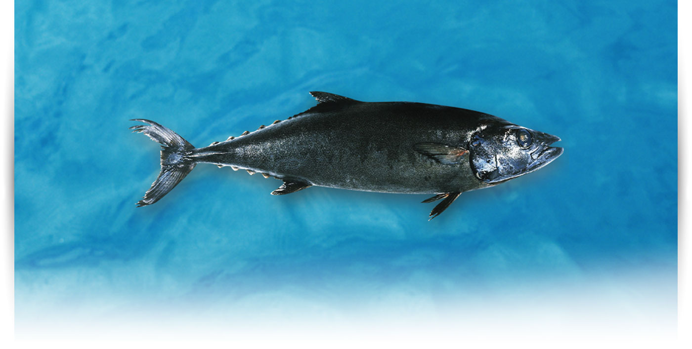 Pescado