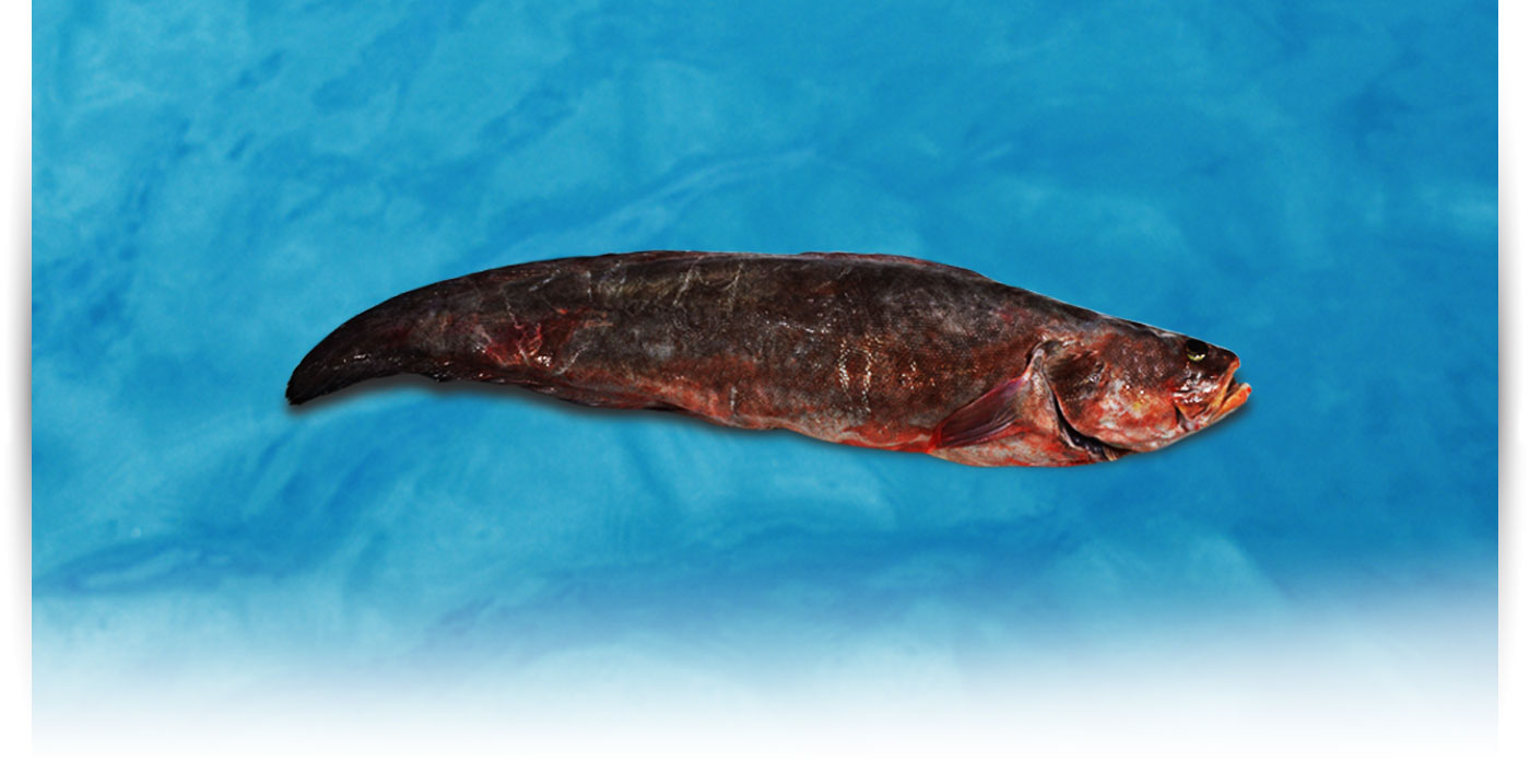 Pescado